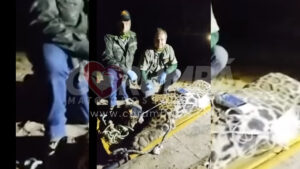 VÍDEO: Onça-pintada que matou caseiro no Pantanal é capturada após três dias de buscas intensas