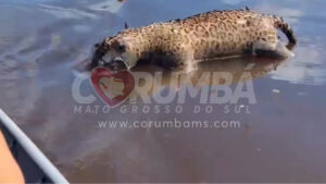 VÍDEO: Onça-pintada é encontrada morta no rio Paraguai e levanta alerta sobre a conservação no Pantanal