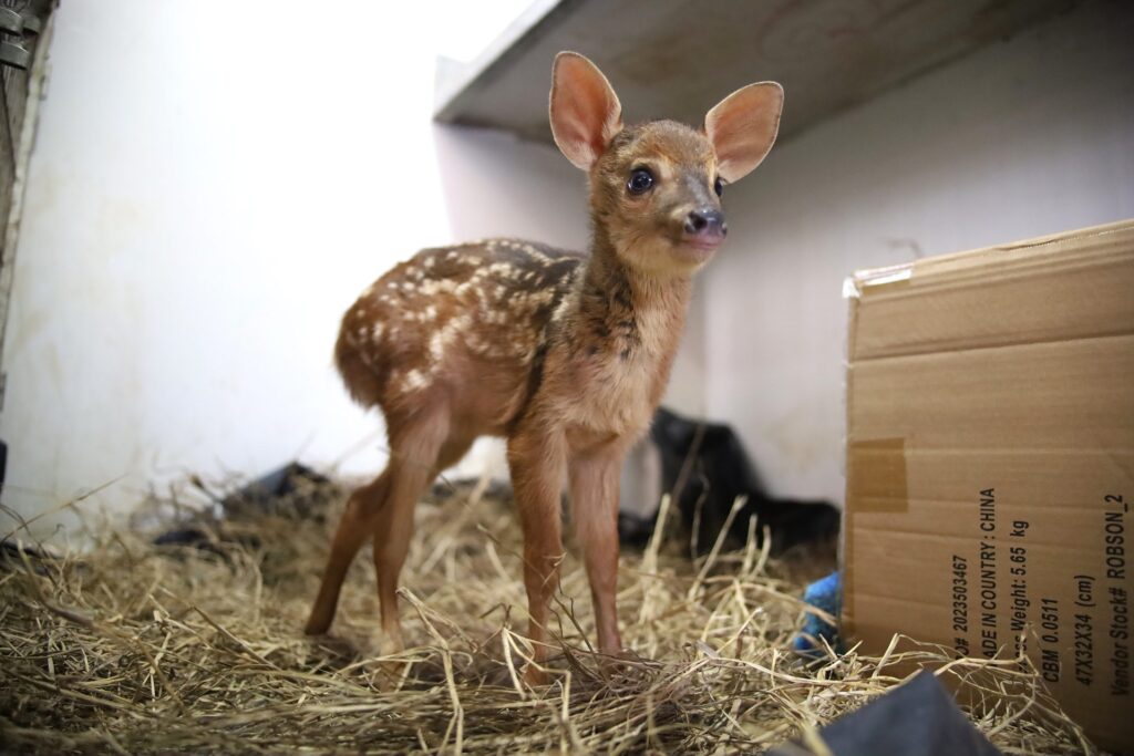 Fundação de Meio Ambiente retoma atendimentos a animais silvestres resgatados em Corumbá