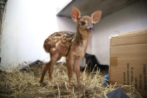 Fundação de Meio Ambiente retoma atendimentos a animais silvestres resgatados em Corumbá