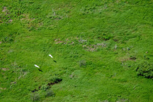 Semana do meio ambiente abre inscrições para simpósio de economia circular no Pantanal