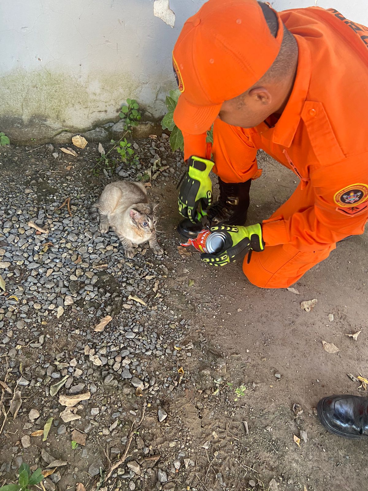 Resgate de Gato que ficou com a Cabeça presa Exige Agilidade e Cuidado