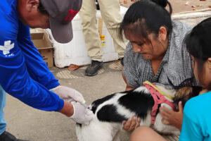 Campanha binacional vacina mais de 1,7 mil animais contra a raiva na Bolívia