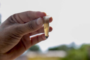 Corumbá tem redução no índice do mosquito Aedes aegypti; ações preventivas seguem