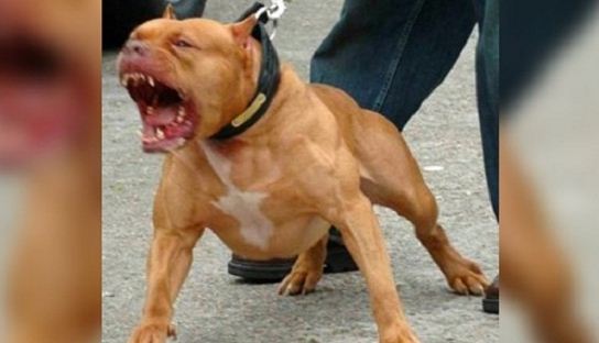 Ataque de Pitbull em Corumbá