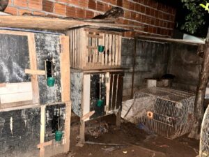 Policiais civis resgatam animais utilizados em rinha, em Chapadão do Sul – Polícia Civil MS