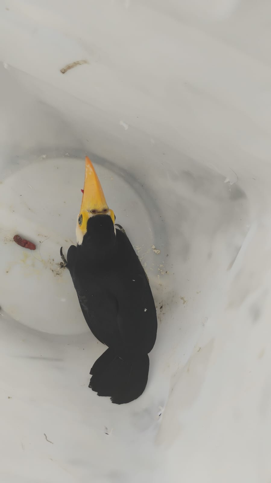 Bombeiros realizam resgate de filhote de tucano em Corumbá 1 tucano