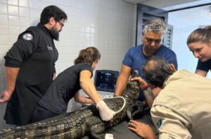 Jacarés do Bioparque Pantanal Recebem Avaliação de Saúde Completa