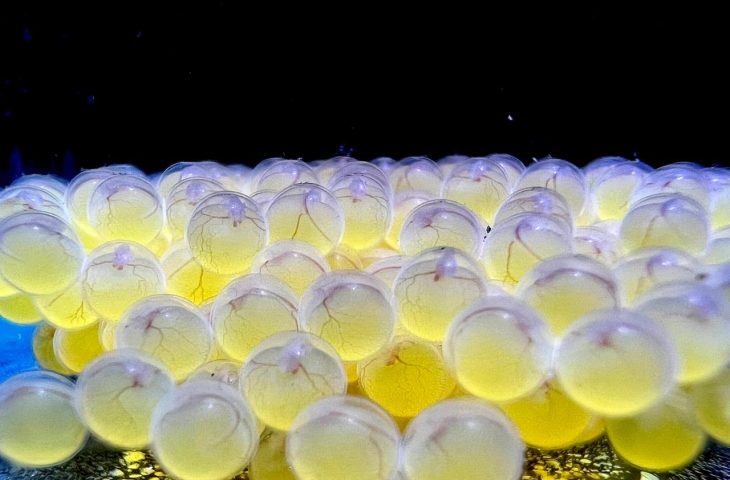 Bioparque Pantanal celebra centésima reprodução de espécies aquáticas em cativeiro