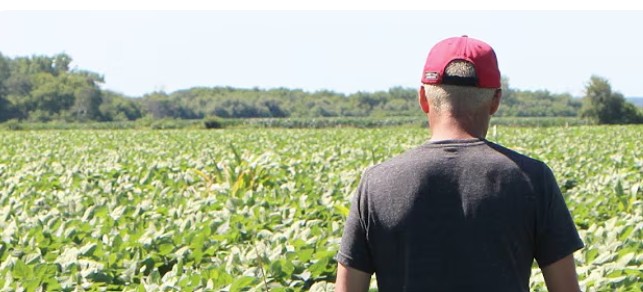 A Crise Agrícola e o Efeito da Votação em Trump: Uma Análise